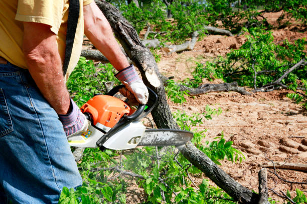 Best Stump Grinding Near Me  in Homedale, ID